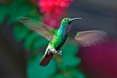 Green-breasted Mango